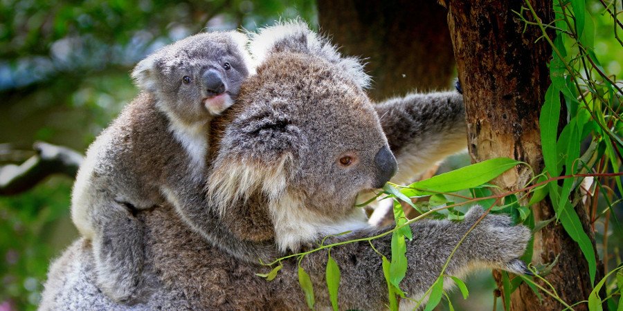 Mamma koala con il suo cucciolo